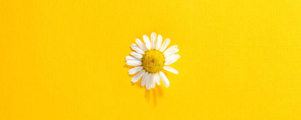 Picture of White Flower in Yellow Background